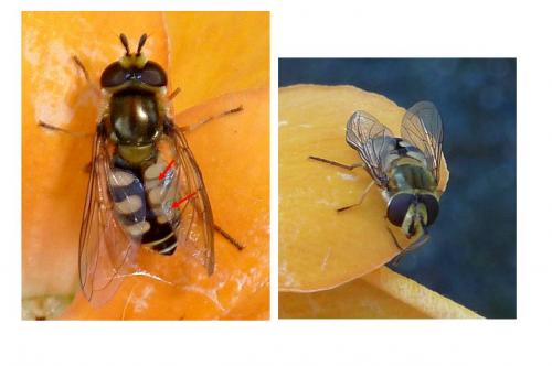 Eupeodes corollae